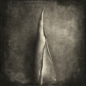 bamboo© Gary