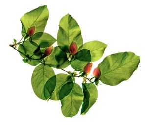 Quince Blossom 2