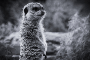 MEERKAT