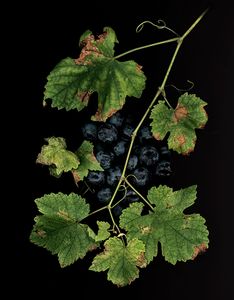 Vine leaves with Black Grapes
