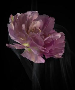 SmokeyFlowers