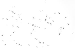 Untitled(Flock)