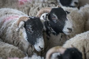 Sheep ready for shearing