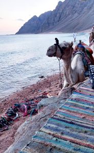 camel is siting in beach.