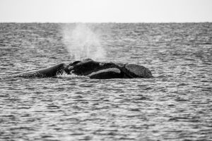 Whale BYN