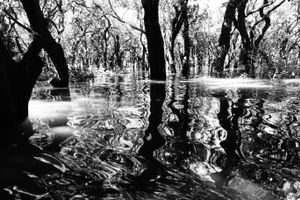 The submerged forest. Cambodia