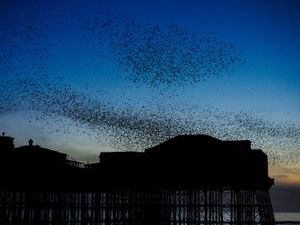 A murmuration of starlings