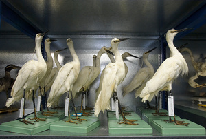 Images from a feature about The previous Museum of Zoology in Amsterdam