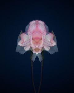 Rose1