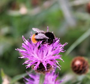 Busy Bee