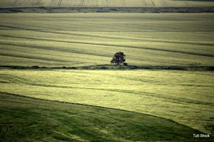 GreenPeace 5