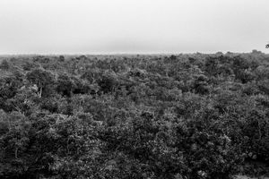 Human & Tiger Conflict