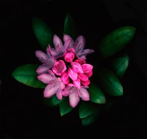 Rhododendron 2