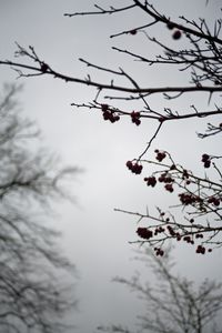 Berries