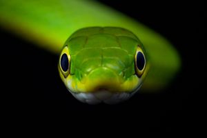 Rough Green Snake