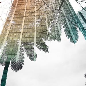 High Rise Palms