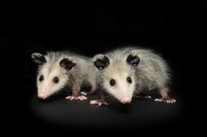Opossums
