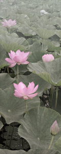Lotus Flowers