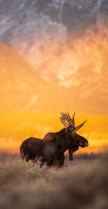 Golden Hour in the  Tetons