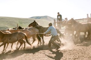 The herdsman