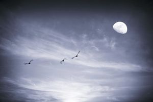 The geese in month