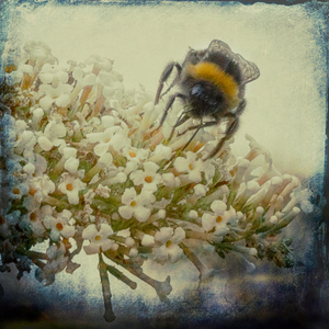 Insects art 5