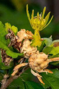 Rose of Sharon seeds