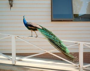Lake Hume, 2010 © Rob Philip