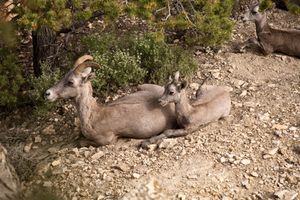 Grand Canyon resident