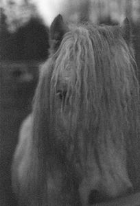 Gypsy Horse