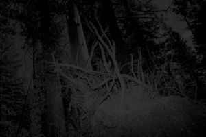 Untitled (Roots)