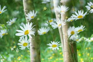 The Elation of Spring