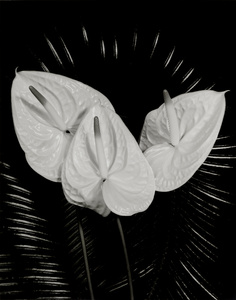 Anthurium 3