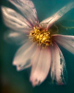 Emergence