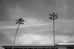 LA Palms | Touchdown In Tinseltown