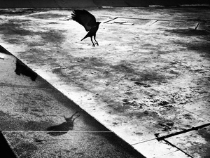 Corbeau