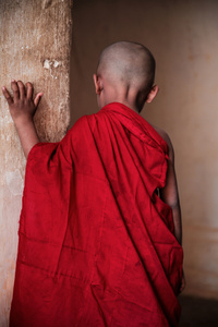 Mature Monk of 4 years-old