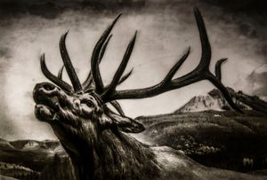 Epitaphs / Silent Stories/ Cervus Canandensis