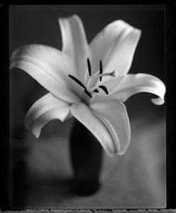 Lily