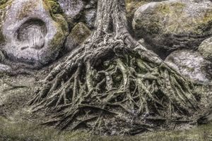 Naissance