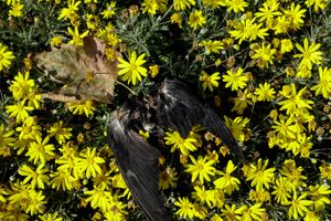 pingeon and leaf