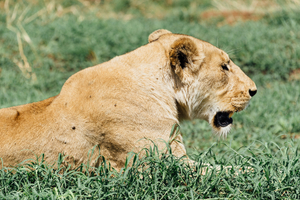 Ngorongoro WildLife