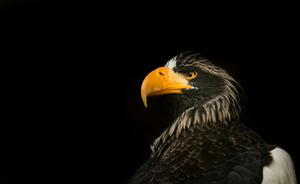 Stellas Sea Eagle
