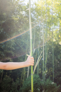 Bamboo