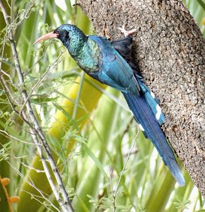 The green wood hoopoe