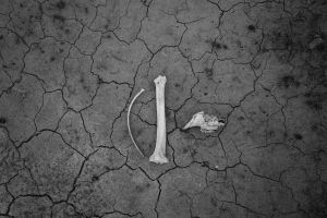 Bones on Dried Lake Bed