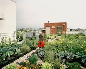 Seeds to Feed Rooftop Farm, Crown Heights, Brooklyn