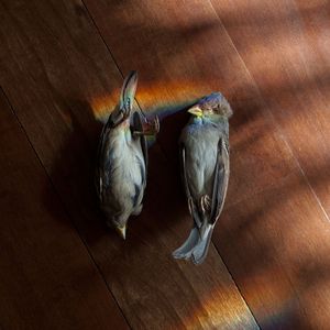 Passer Domesticus