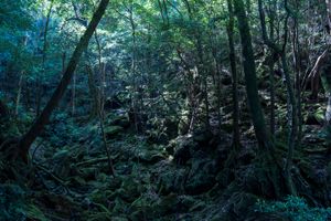 MONONOKE no MORI