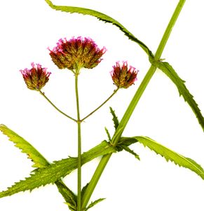 Verbena